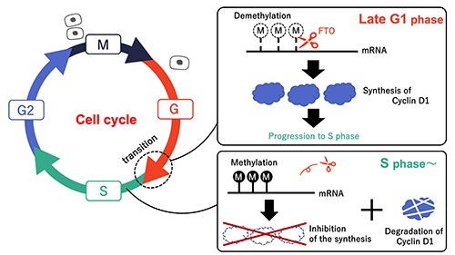 cell cycle cyclin d